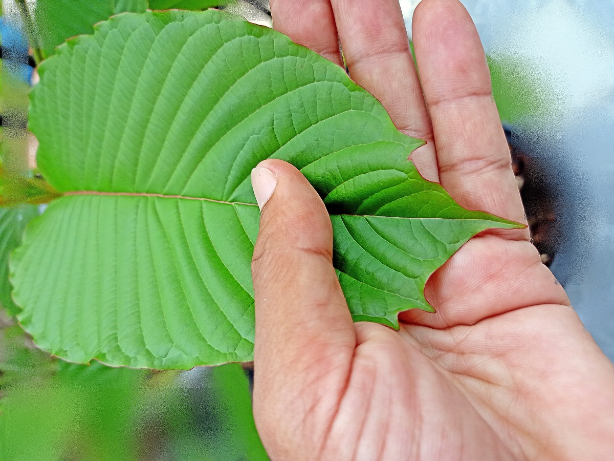 kratom vendors