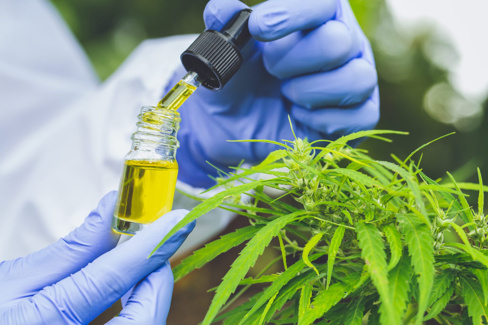 Common Myths and Misconceptions About CBD Oil